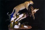 Leopard over Kill