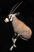 Gemsbok Half Life size