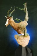 Blesbok