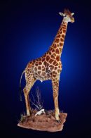 Lifesize Giraffe