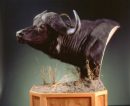 Cape Buffalo Pedestal