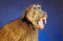 Baboon Open Mouth
