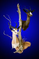 Spring Buck Wall Pedestal