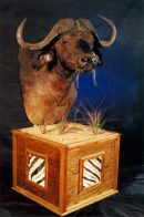 Cape Buffalo Pedestal