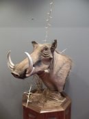 Warthog Pedestal