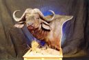 Cape Buffalo Pedestal