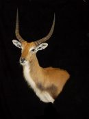 Red Lechwe