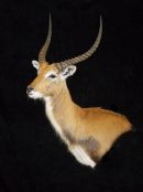 Red Lechwe