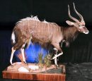 Nyala