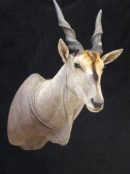 Eland