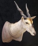 Eland