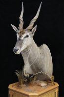 Eland Pedestal