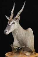 Eland Pedestal