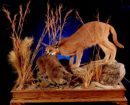 Caracal Group