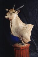 Eland Pedestal