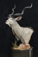 Greater Kudu