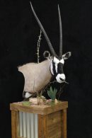 Gemsbok