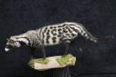 Civet Cat