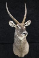 Waterbuck