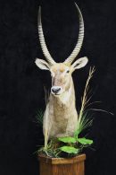 Waterbuck