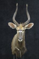 South African Nyala