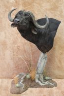 Cape Buffalo