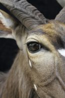 Nyala Eye