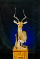 Impala Pedestal