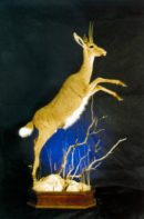 Vial Reed Buck