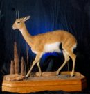 Lifesize Antelope