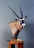 Gemsbok Pedestal