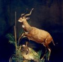 Sitatunga from Cameroon