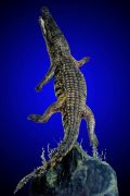 Crocodile from Tanzania