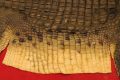 Crocodile Hide