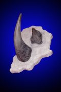 Rhinoceros Horns