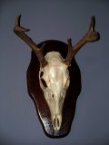 White Tail European Mount