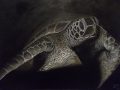 Turtle Painting