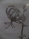 Tiger Lily Flower Drawing