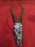 Skull Mount