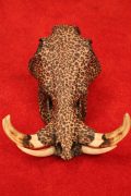 Warthog Skull