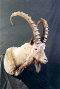 Mongolian Ibex