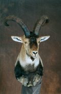 Spanish Ibex Shoulder