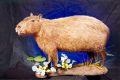 South American Capybara