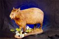 South American Capybara