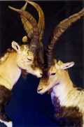 Spanish Ibex