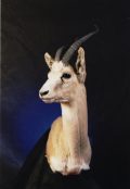 Gazelle from Mongolia