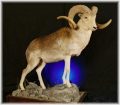 Marco Polo Sheep from Kazakhstan