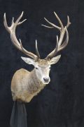 Red Deer