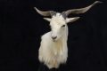 Goat New Zealand