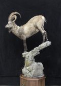 Mongolian Ibex